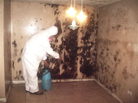 baltimore mold removal